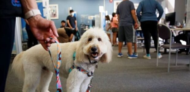 Conheça o Ollie, o cão que apoia crianças durante a toma da vacina contra a Covid-19